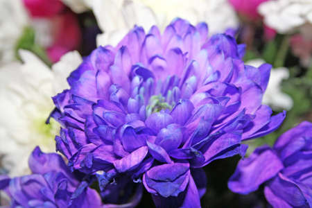 blue  chrysanthemumの写真素材