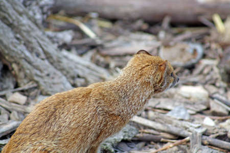 stunning mongooseの写真素材