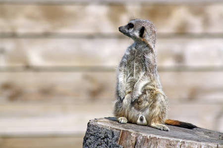 meer catの写真素材