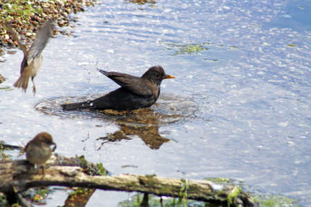 bathing birdsの写真素材
