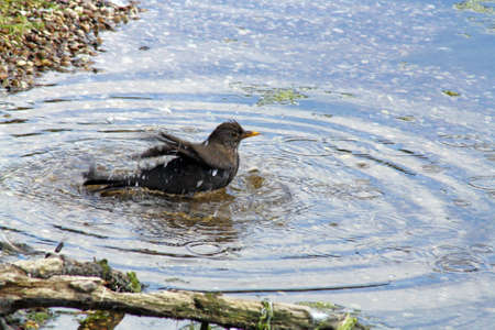 bathing birdの写真素材