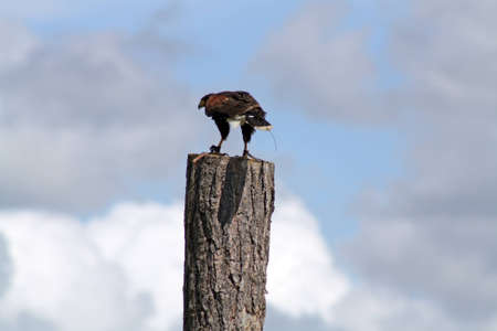 bird of prey restingの写真素材