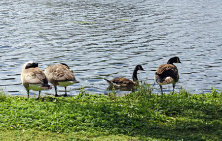 geese by the lake の写真素材
