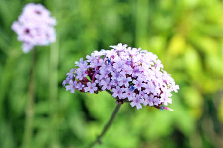 purple verbena