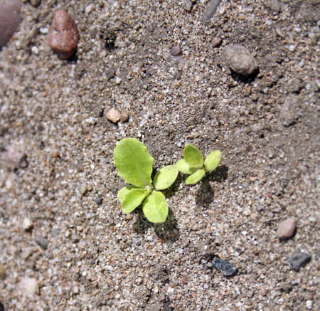 lettuce seedlingの写真素材