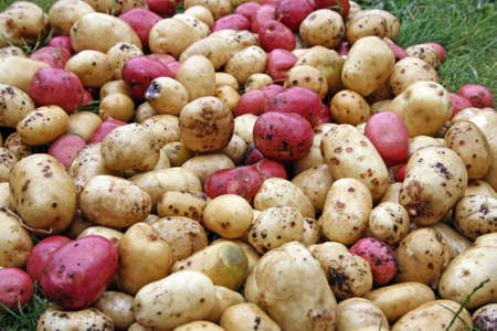 potatoesの写真素材