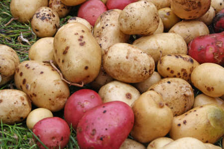 washed potatoesの写真素材