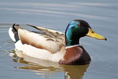 a duckの写真素材