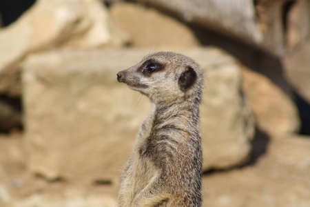 meerkatの写真素材