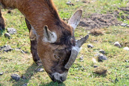 close up goatの写真素材