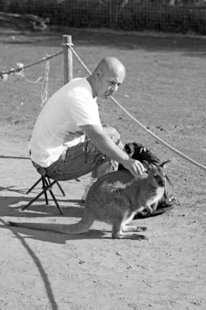man petting a wallabyのeditorial素材