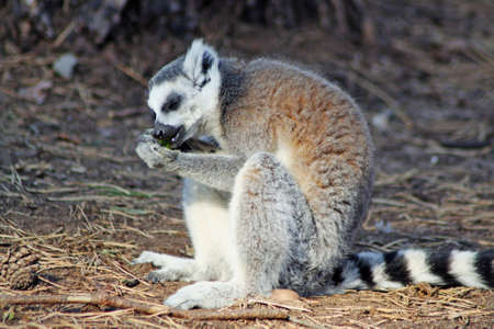 ring tailed lemurの写真素材