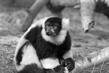 lemurの写真素材