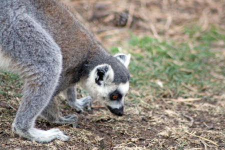 ring tailed lemur