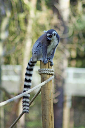 lemur