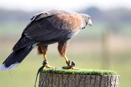 bird of preyの写真素材