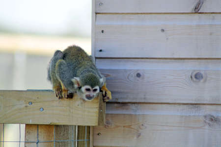 squirrel monkey