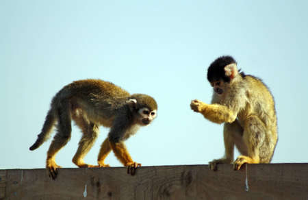 squirrel monkey