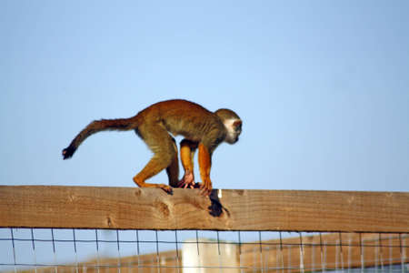 squirrel monkeyの写真素材