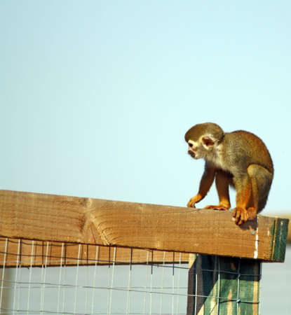 squireel monkeyの写真素材
