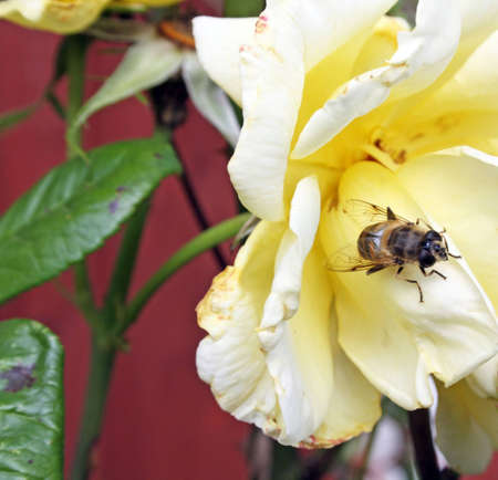 yellow rose with waspの写真素材