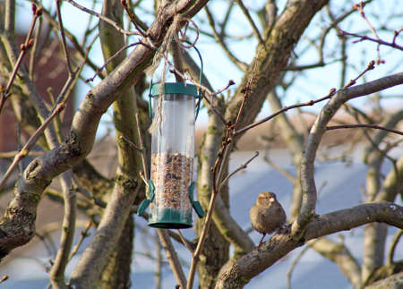 house sparrow birdの写真素材