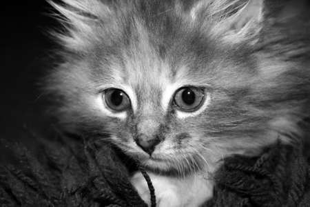 stunning kittenの写真素材