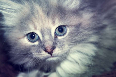 sweet kittenの写真素材
