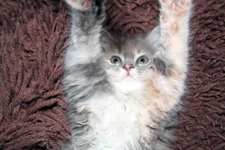 playful kittenの写真素材