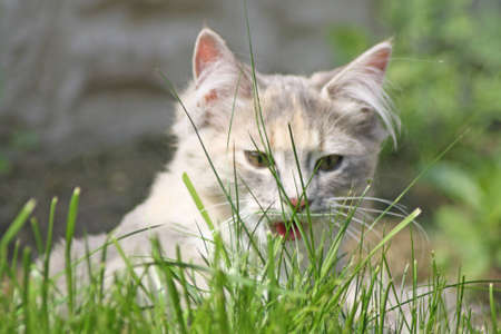 pretty catの写真素材