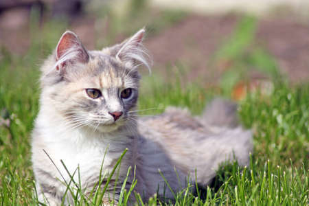 pretty kitten の写真素材