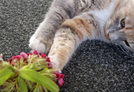 cat playing with flowersの写真素材