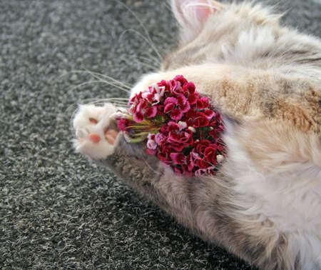 kitten playing with flowersの写真素材