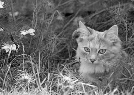 tabby cat in the garden の写真素材
