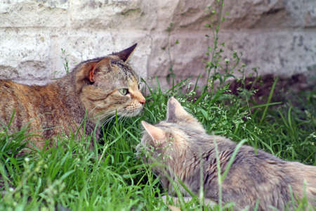 cats in the garden 