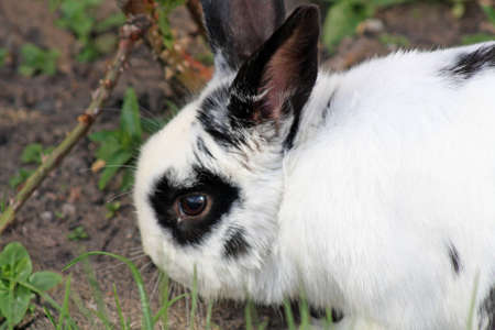 rabbit