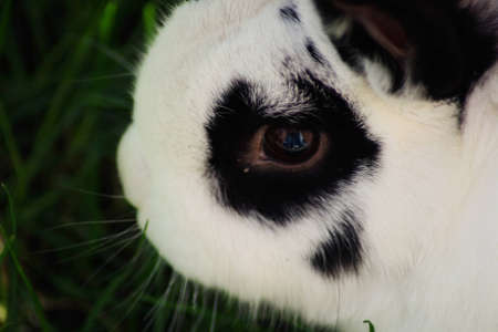 close up of a rabbitの写真素材