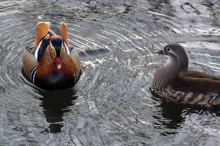 mandarin ducksの写真素材