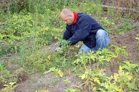 man pulling weeds in the gardenの写真素材