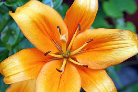 orange lillyの写真素材