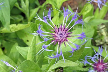 stunning perennial cornflowerの写真素材