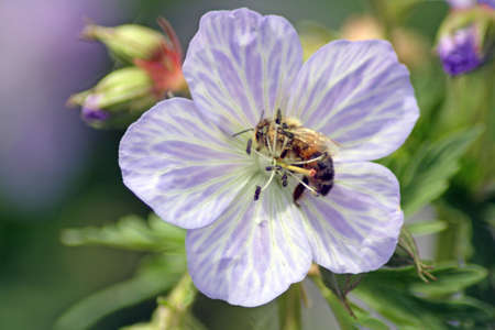 meadow cranesbill with waspの写真素材