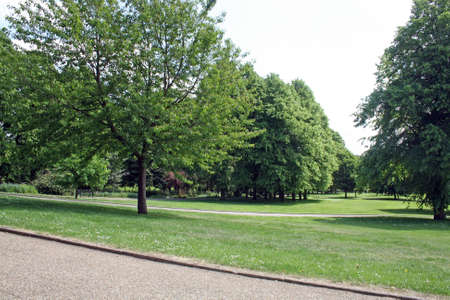 trees in the parkの写真素材