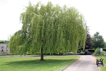 weeping willow tree in the parkの写真素材