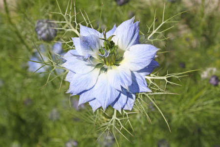 blue cornflowerの写真素材