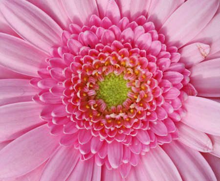 pink gerbera flowerの写真素材
