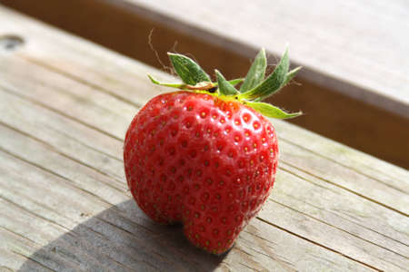 harvested strawberriesの写真素材
