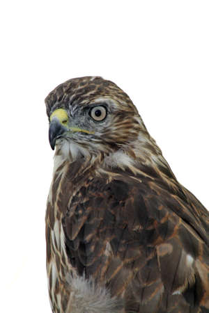 stunning bird of preyの写真素材