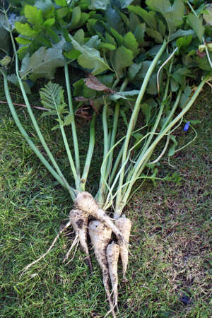 home grown parsnipsの写真素材