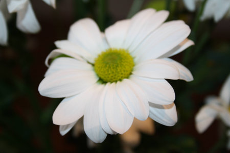 Chrysanthemumの写真素材